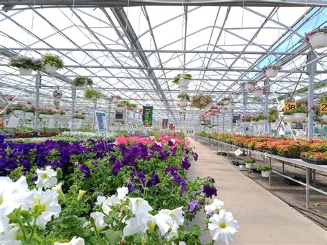 Vite greenhouses - Vite Greenhouses sells hanging baskets. Store Hours (Eastern) Address; April: May: June-Oct: 2610 Redbud Trail. Niles, MI 49120 . 269.695.2959. Mon-Fri: 8a - 8p: 8a - 8p ... Greenhouse Location Container Size(s) Flower Color Foliage Color Annual/ Perennial Exposure Bloom Season Height Spread Hardiness Zone; Spring Summer Autumn; Early. …Web